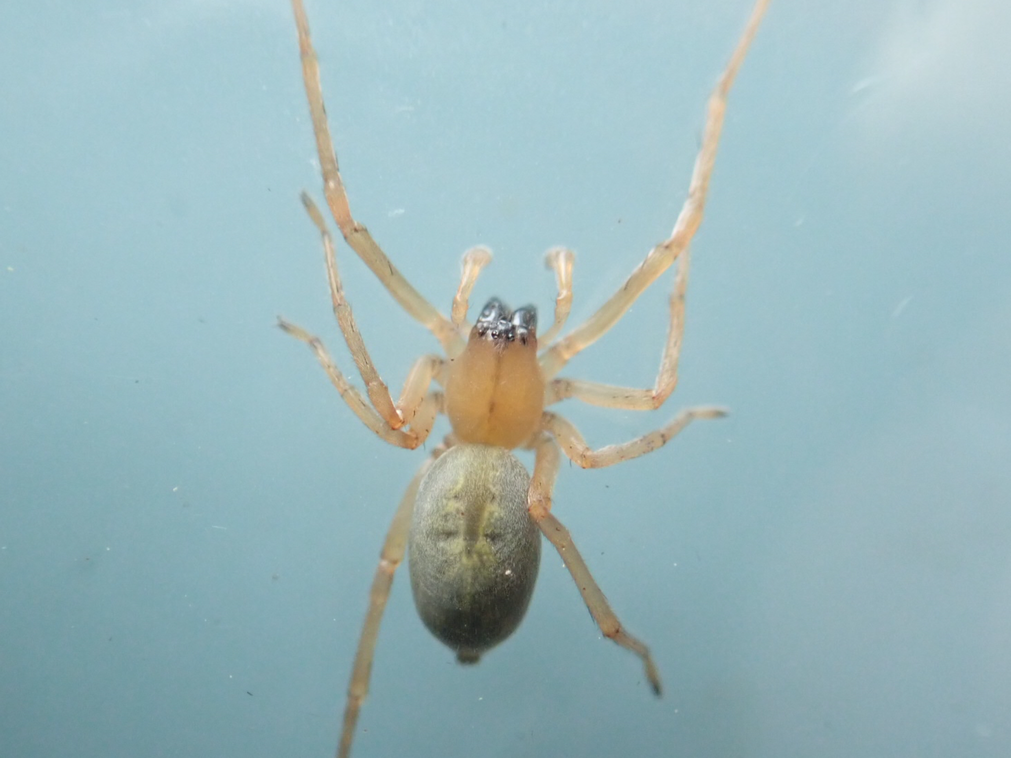 昆虫 データベースを見る 立川いきものデータベース